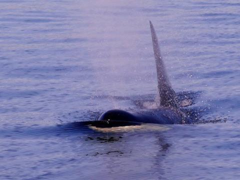 2 Bigg's Killer Whales Surfacing Right Near Boat Transient Orcas traveling near Orcas Island