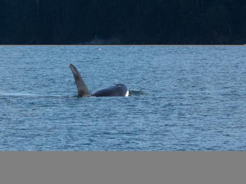 Transient Orcas traveling together Bigg's Killer Whale Family near Discovery Island