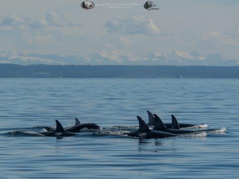 8 Bigg's Killer Whales traveling North Transient Killer Whales near Spieden Island