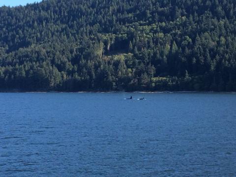 Orcas Passing Saturna Island