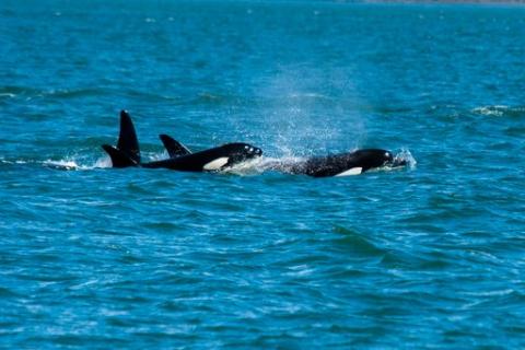 Bigg's Killer Whales porpoising through the Rosario Strait Orcas traveling through the Salish Sea with Big Swells