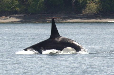 Bigg's Killer Whales Hunting Near San Juan Island Bigg's Killer Whales Hunting Near San Juan Island