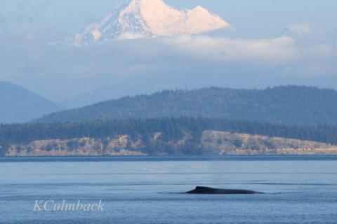 Humpback Whales in the Strait of Georgia Humpback Whales near Mount Baker