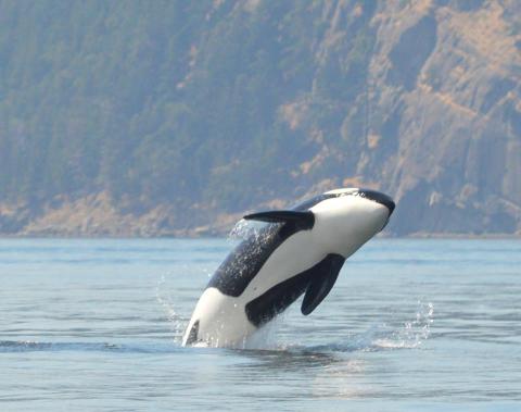SRWK breach Southern Resident Orca Breach near San Juan Island