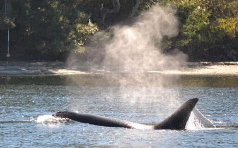 Transient Orcas San Juan Islands