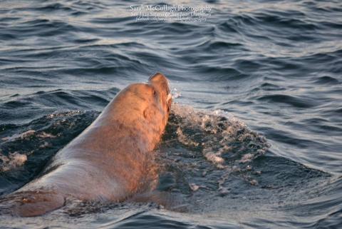 Steller Sea Lion Swimming in the Salish Sea Male Steller Sea Lion