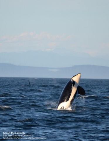Orcas near Sooke, BC