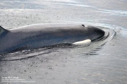 Bigg's Killer Whales in San Juan Channel