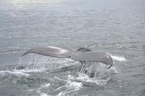 Humpbacks in the San Juans Humpback whale tail