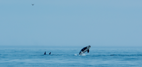 Breaching Southern Resident killer whale