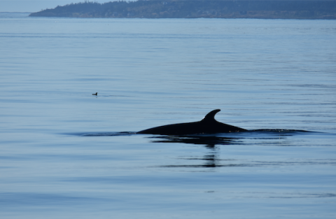 Minke Whale Lunge Feeding