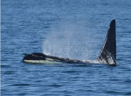 Bigg's Killer Whales Traveling through the Strait of Juan de Fuca Orcas near San Juan Island