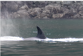 Bigg's Killer Whales in Lopez Sound