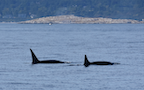Transient Orca Brothers Milling Bigg's Killer Whales near Victoria, BC