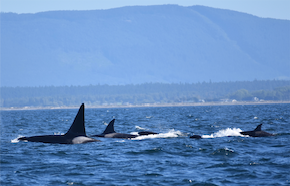 Bigg's Killer Whales traveling with many families T-Party of transient killer whales