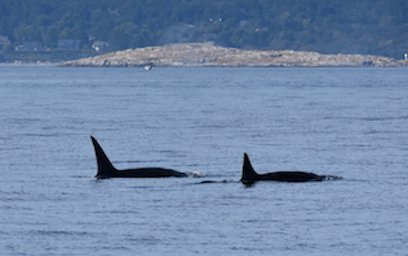 Killer Whales traveling