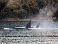 Bigg's Killer Whales Traveling