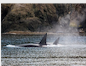 Bigg's Killer Whales Traveling near Cypress Island