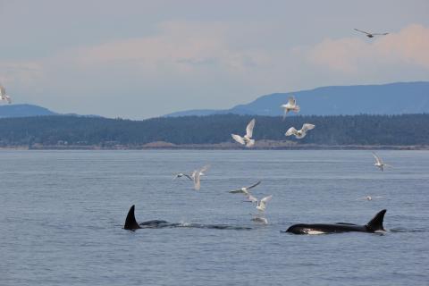 Bigg's Killer Whales Hunting Bigg's Killer Whales Hunting
