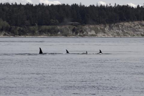 T65A's in San Juan Channel Bigg's Orcas