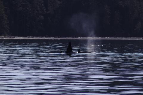 T2C's travel around in Griffin Bay Bigg's orcas