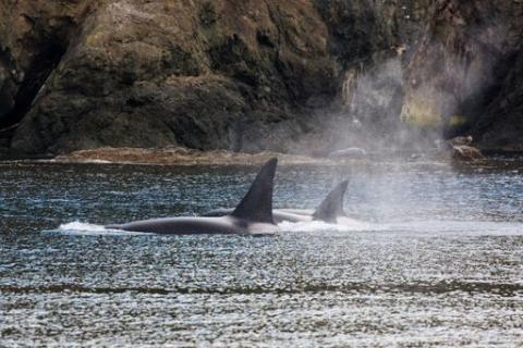 Bigg's Killer Whales in the Salish Sea! Bigg's Killer Whales in the Salish Sea!