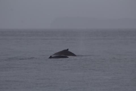 Slate and her calf