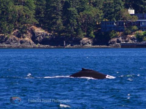 Dorsal fin of BCY0523 (Graze) in Presidents Channel Humpback whale dorsal fin