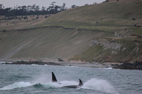 Bigg's Killer Whales Bigg's Killer Whales