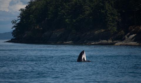 J2 Granny spyhopping in the San Juan Islands J2 Granny Spyhops near Stuart Island