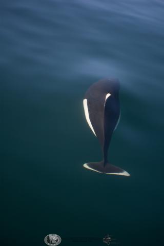 Dall's porpoise off San Juan Island Dall's porpoise in the Salish Sea