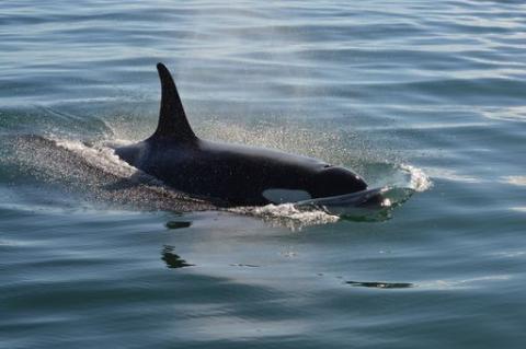 SRKW Visit San Juan Islands Southern Resident Killer Whales in Boundary Pass