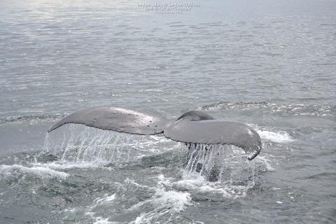 humpback whale flukes humpback whale flukes