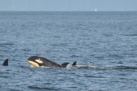 Bigg's Killer Whale Calf Bigg's Killer Whale Calf