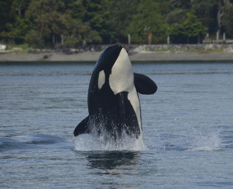 Breaching Transient Orca Breaching Transient Orca