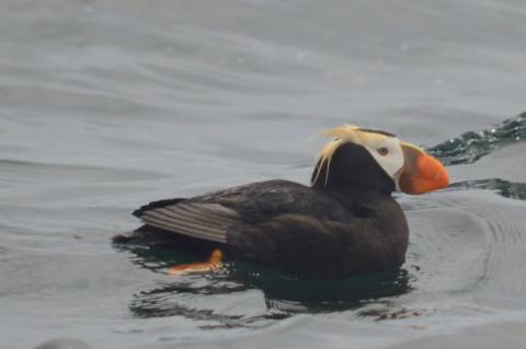 Tufted Puffin Tufted Puffin