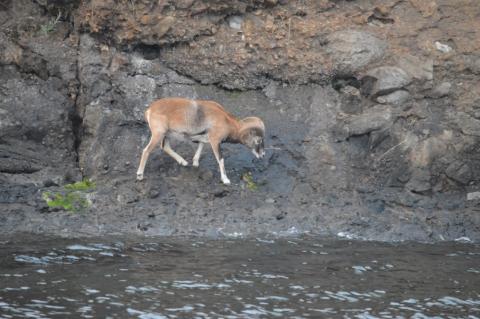 Mouflon Sheep Mouflon Sheep