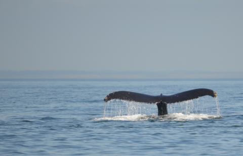 Humpback Whale 'Divot' Fluking Humpback Whale 'Divot' Fluking