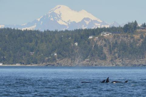 T36B's with Mt. Baker behind T36B's with Mt. Baker behind