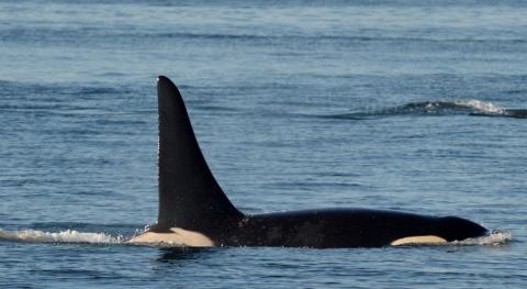 J27 Blackberry J Pod in the San Juan Islands