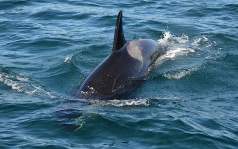 J pod Surfacing J pod Surfacing