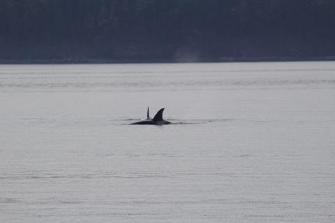T99B's hunting near the Pea Pods in Rosario Strait female Bigg's orcas hunting