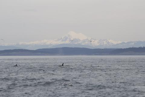 The Bigg's Orca family, the T49A's, hunt at Salmon Bank Bigg's Orcas