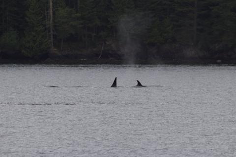 Bigg's Orcas