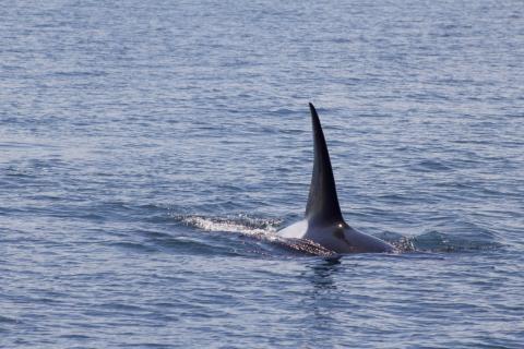 T124C, often a lone male, travels and hunts with the T65B's, T75B's, and the T75C's near Moresby Island Bigg's male orca