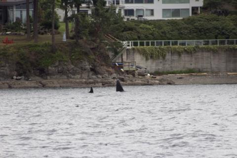 T18 and T19B hunt near Vancouver Island Bigg's Orcas Hunt