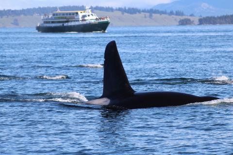 T18's and T37A's travel together in Haro Strait (Galiano the whale) Bigg's Male Orca