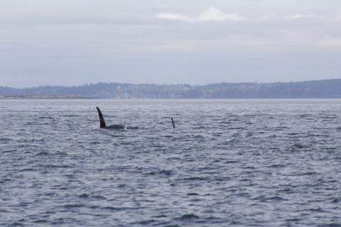 T123A and family traveling with T38A's and T35A's in Rosario Strait Male Bigg's Orca