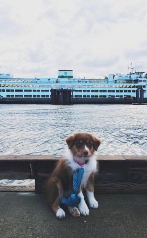 Island Dog Dog with San Juan Island Ferry