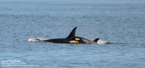 J Pod Found Foraging on Salmon Bank J Pod Found Foraging on Salmon Bank